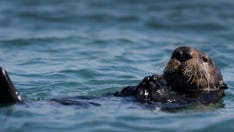 California wildlife officials try to capture sea otter that harassed surfers