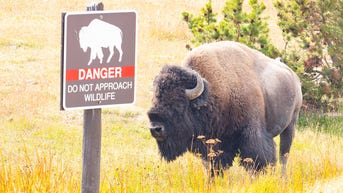 Fianc&eacute; of woman gored, tossed in the air by Yellowstone bison details attack