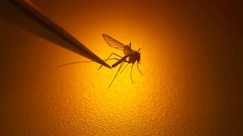Understanding the severity of the mosquito-borne disease dengue