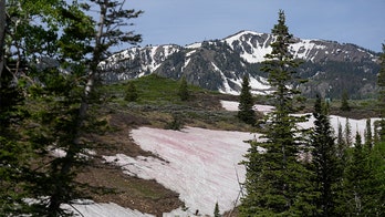 Pink-colored 'watermelon snow' on Rocky Mountains sparks interest for visitors: report