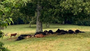 Alabama lightning strike kills dozens of cows