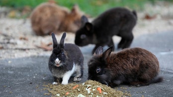 Rescue efforts underway: Florida residents react to lionhead rabbit population overrun