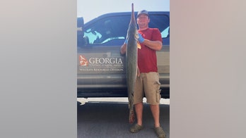 Fisherman in Georgia reels in 27-pound longnose gar, may be largest in Lake Allatoona history