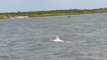 Rare pink dolphin spotted in Louisiana waters
