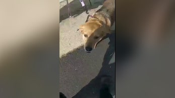 Police bodycam shows frantic rescue of three dogs from house fire in Fairfax County, Virginia