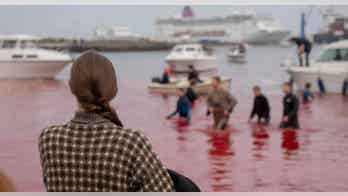 Cruise line apologizes for 'distress' after passengers witness brutal whale hunt slaughter