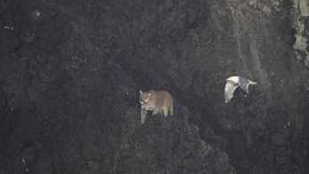 Oregon wild cougar spotted on rock near shore, beach-goers urged to stay away: 'Unique situation'