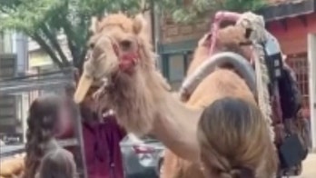 Pearl the camel spotted scarfing down a hoagie roll in downtown Philadelphia: video