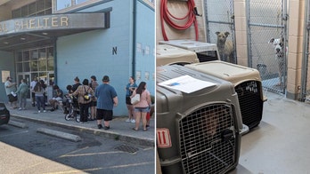 Washington animal shelter clears kennels in one week, sets record for most pets adopted in 135-year history