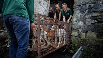 Notorious meat market in Indonesia ends brutal dog, cat meat trade