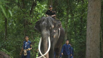Ailing Thai elephant returns home from Sri Lanka after years of possible neglect, abuse