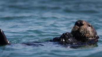 California wildlife officials try to capture sea otter that harassed surfers
