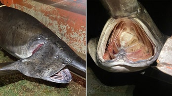 Arkansas fisherman pulls 165-pound paddlefish onto shore: 'Fish of a lifetime'