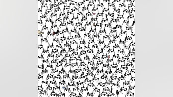 Brain teaser: Can you find the 3 pandas without sunglasses?