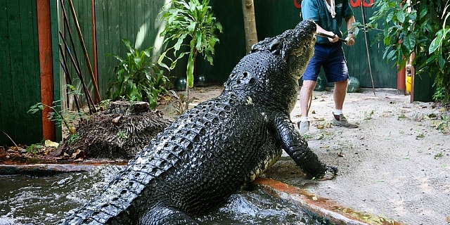 world's oldest largest croc being fed