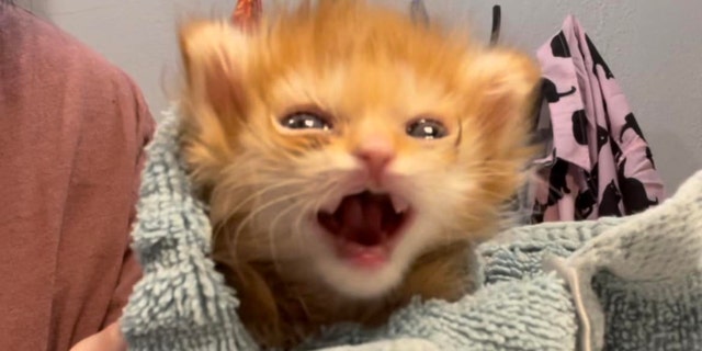 Tiny orange kitten wrapped in a towel