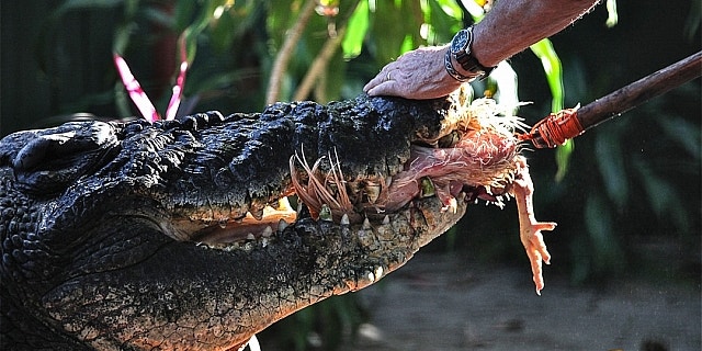 captivity zoo croc