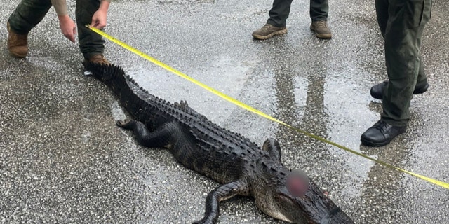 Law enforcement measures an alligator shipped from Alexander Springs, Florida.