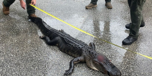 Law enforcement measures an alligator shipped from Alexander Springs, Florida.