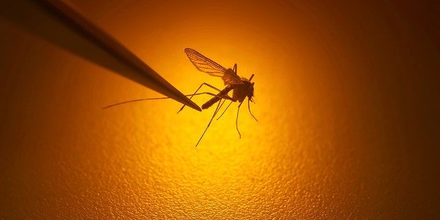 A mosquito