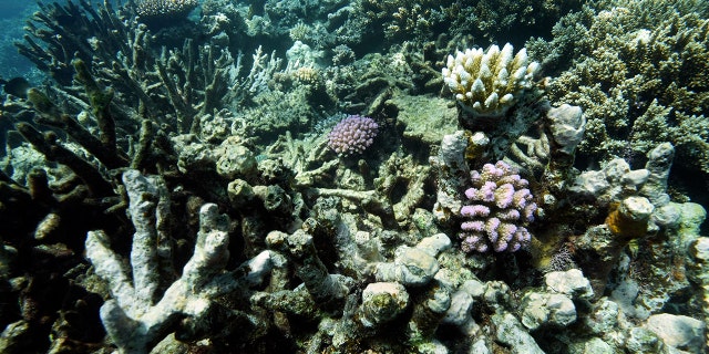 Korallen am Moore Reef