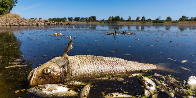 dead fish