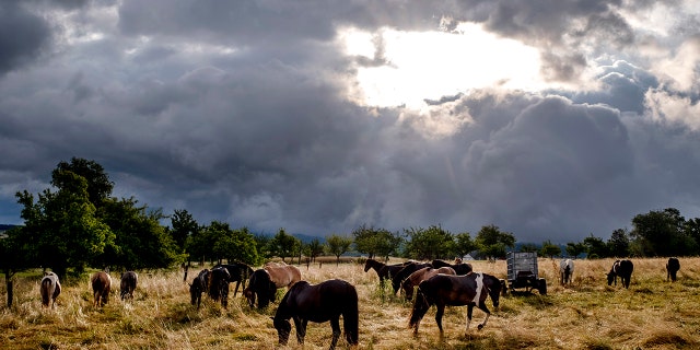 Una fuerte tormenta de verano arrasa Holanda y partes de Alemania, matando al menos a dos personas 4 caballos islandeses