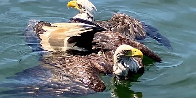 Two eagles