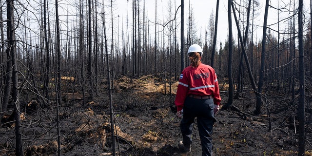 Canada fire inspector looks at damaged forest