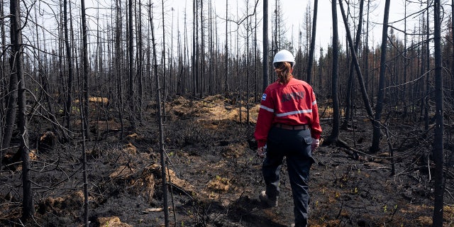 Canada fire inspector looks at damaged forest
