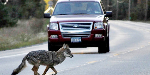 Ein Kojote läuft über die New York State Route 3