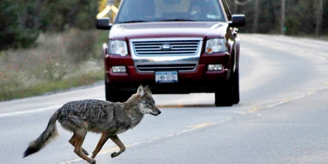 Ein Kojote läuft über die New York State Route 3