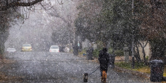 A man walks his dogs during a snow storm