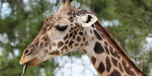 Giraffe named Twiga