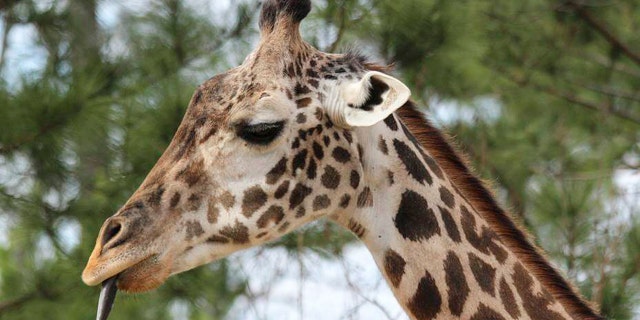 Giraffe named Twiga
