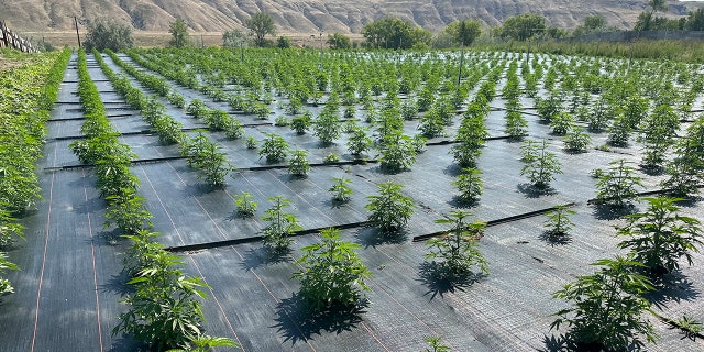 Pot farm