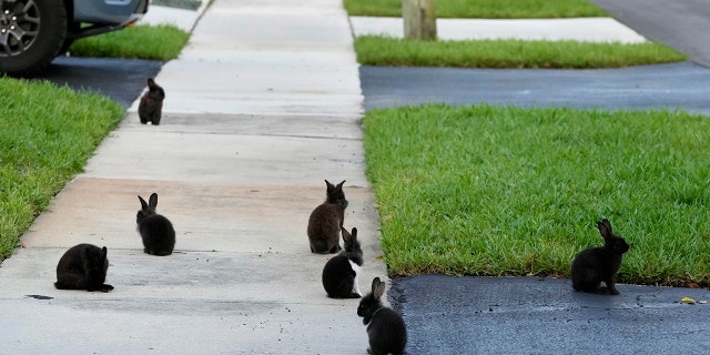 Rabbits gather on the sidewalk