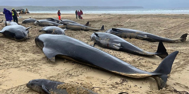 Ballenas varadas en Escocia