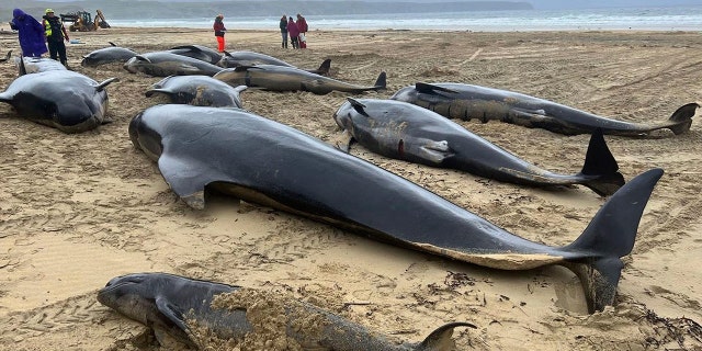 Se ha encontrado una manada de 55 ballenas arrastradas a tierra en la costa escocesa 4 Ballenas varadas en Escocia