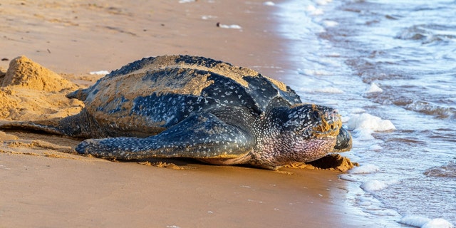 A leatherback sea turtle on a beach