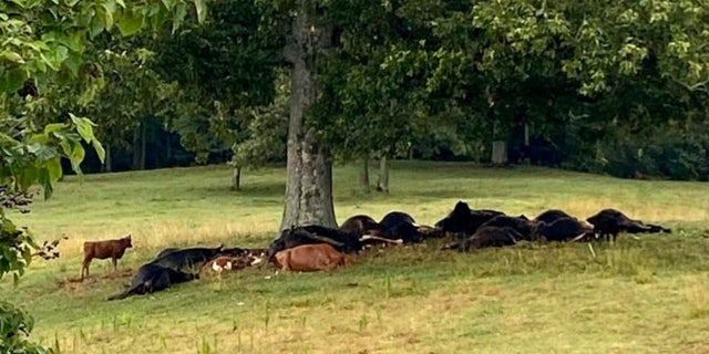 Cattle hit by lightening under a tree