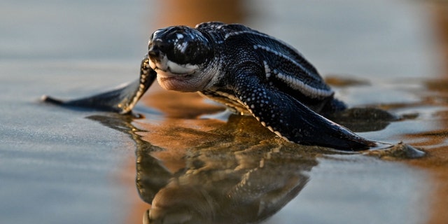 A small leatherback sea turtle