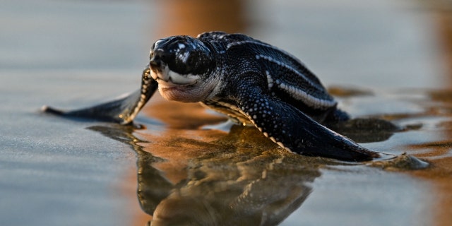 A small leatherback sea turtle