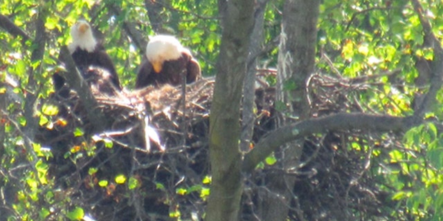 Two bald eagles in a nest in a tree
