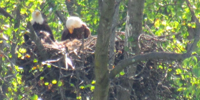 Two bald eagles in a nest in a tree