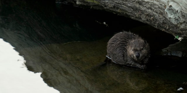 A beaver