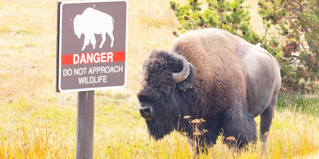 Bison and danger sign