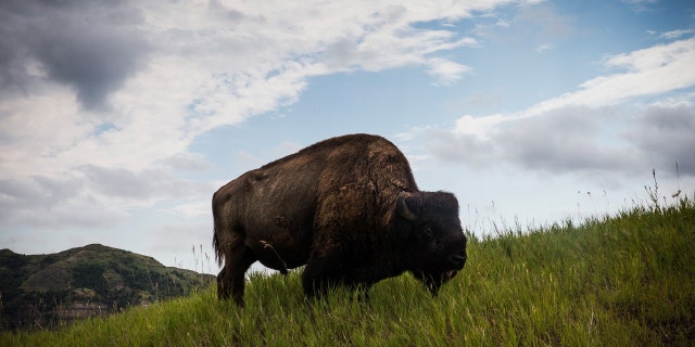 A bison is seen in Theodore Roosevelt National Park.