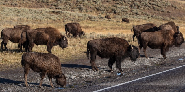A herd of bison in Yellowstone National Park