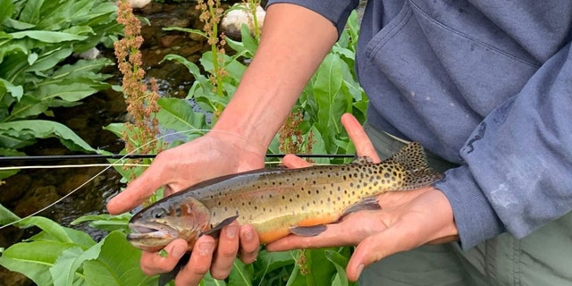 Person holds a small trout in their hands.